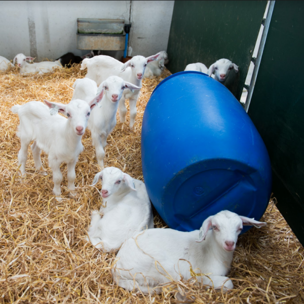 Rearing Goats for Meat Course with Cotswold Kid Meat