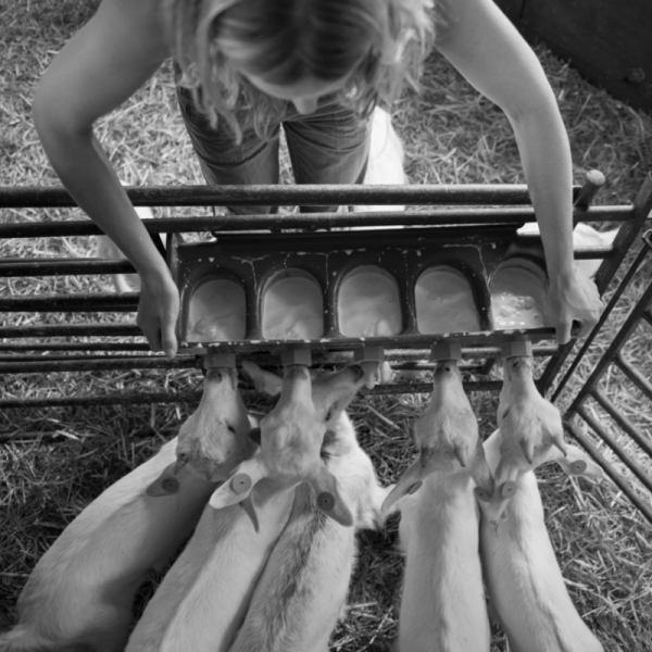 Rearing Goats for Meat Course with Cotswold Kid Meat